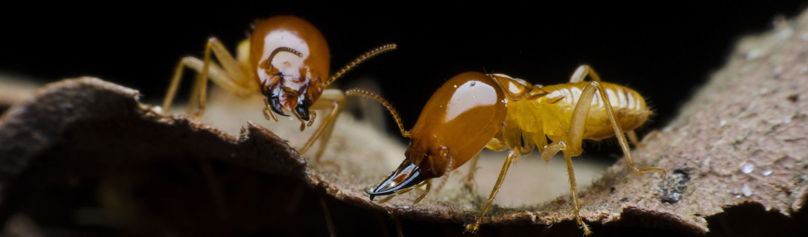 Traitement de charpente contre els termites