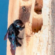 Ce gros bourdon noir, qui vole a proximité des bois, va creuser des alvéoles dans les bois pour y nicher ses œufs. L’abeille charpentière n’est pas un insecte à larve xylophages, mais un insecte nidificateurs.