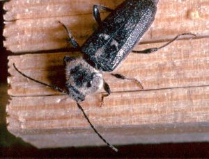 Le capricorne des maisons est le plus répandus des insectes à larves xylophages. Il s’attaque aux bois secs et résineux comme les charpentes. Particulièrement vorace, il peut faire de redoutables dégâts.
