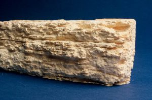 Le lyctus va transformer le bois en une poussière relativement fine, comparable à de la farine.