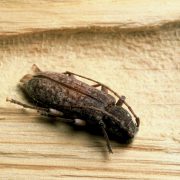 Cousin du capricorne des maisons, l’hespérophane est un insecte xylophage de bois sec qui s’attaque exclusivement aux essences de feuillus.