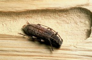 Cousin du capricorne des maisons, l’hespérophane est un insecte xylophage de bois sec qui s’attaque exclusivement aux essences de feuillus.