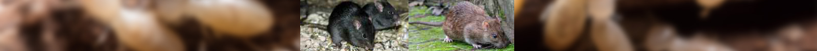 Rongeurs - Souris -Rat