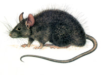 Dératisation de Rat