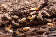 termites ouvriers
