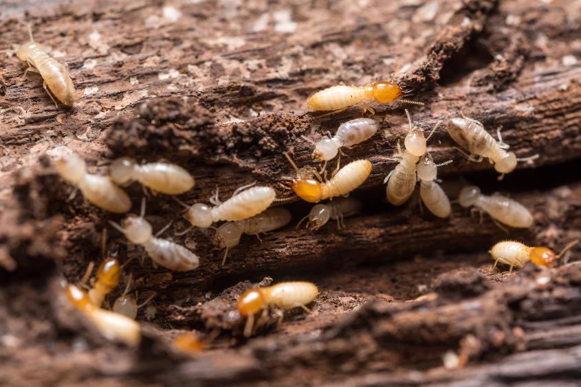 termites ouvriers