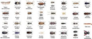 Insectes bois charpente