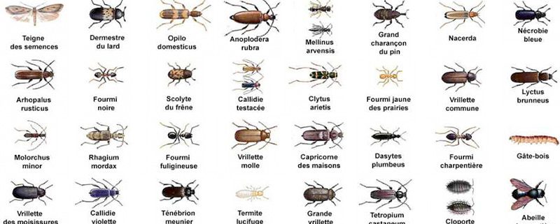 Insectes bois charpente