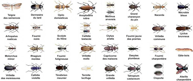 charpente bois insecte