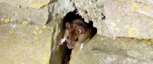 Souris et dératisation
