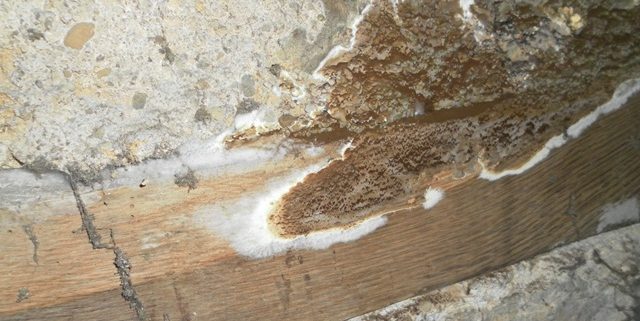 Exemple d'attaque de bois par une mérule des caves